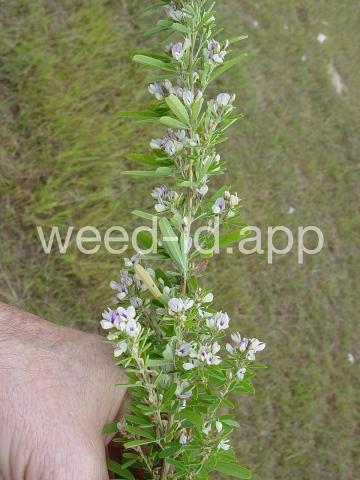 lespedeza, sericea
